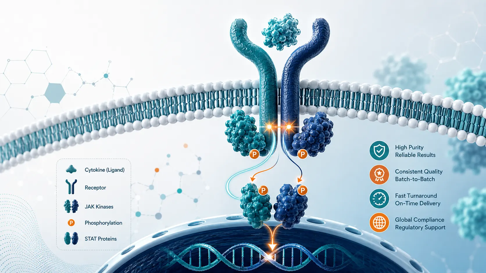 Immune Signaling Pathway
